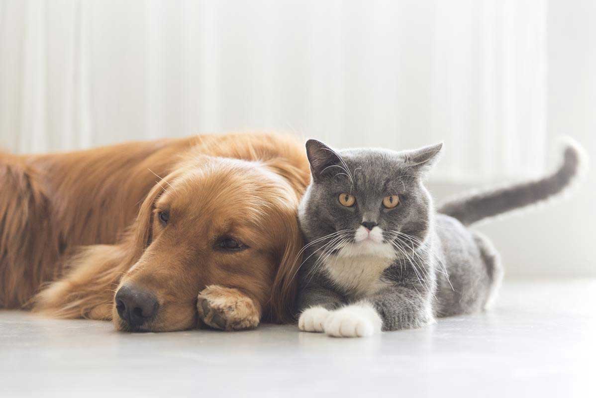 about our veterinary practice Eustis, FL