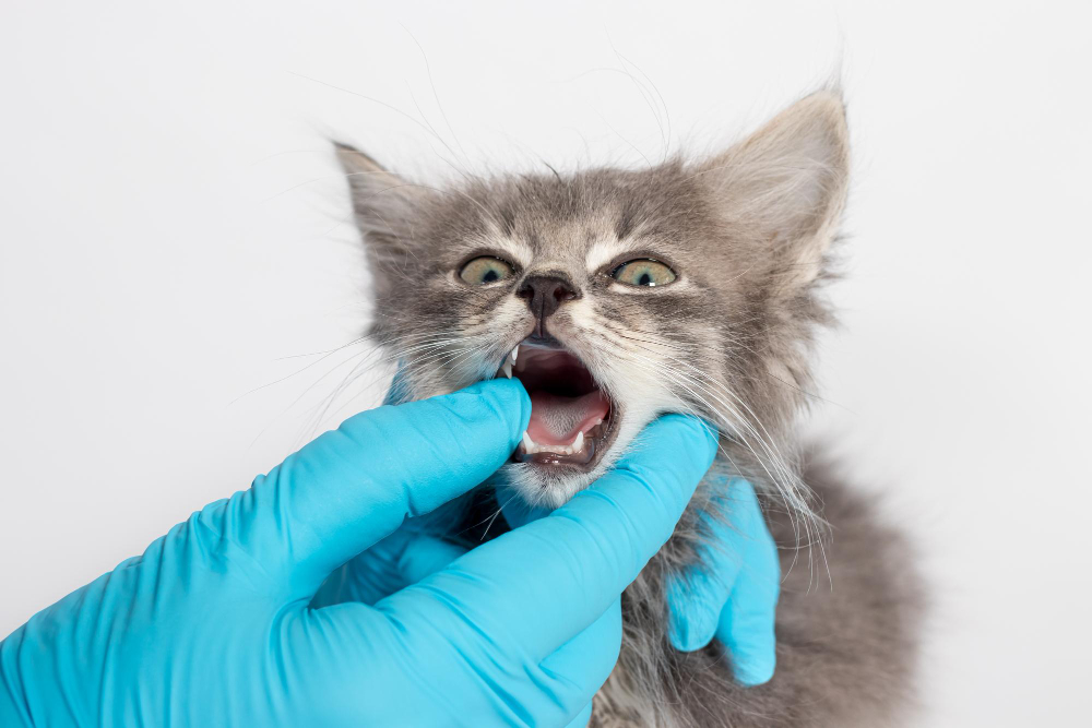 Pet Dentistry